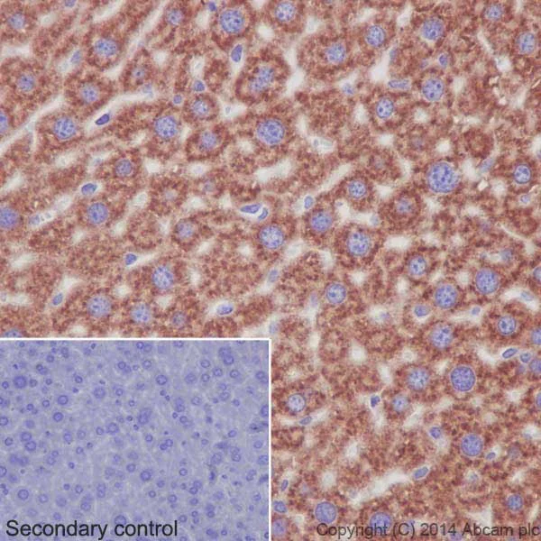 Immunohistochemistry (Formalin/PFA-fixed paraffin-embedded sections) - Anti-RPS24 antibody [EPR16017(B)] (AB196652)