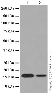 Western blot - Anti-RPS24 antibody [EPR16017(B)] (AB196652)