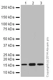 Western blot - Anti-RPS24 antibody [EPR16017(B)] (AB196652)