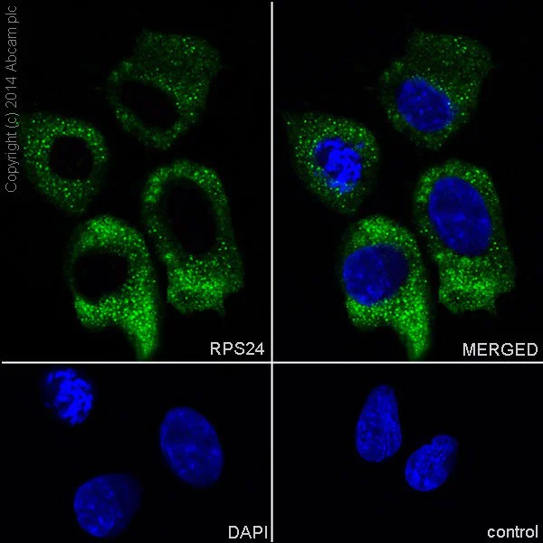 Immunocytochemistry/ Immunofluorescence - Anti-RPS24 antibody [EPR16017(B)] - BSA and Azide free (AB251222)