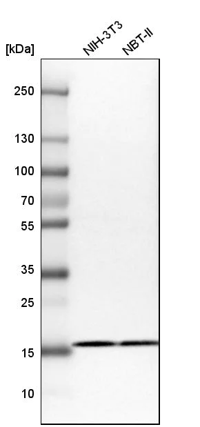 Western blot - Anti-RPS25 antibody (AB254671)