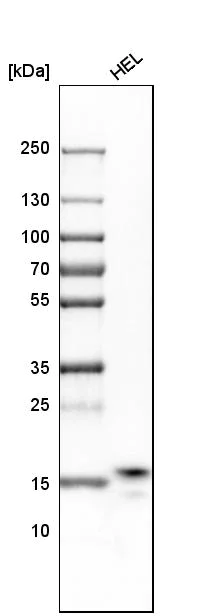 Western blot - Anti-RPS25 antibody (AB254671)
