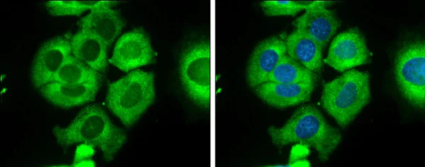 Immunocytochemistry/ Immunofluorescence - Anti-RPS26 antibody - N-terminal (AB229571)