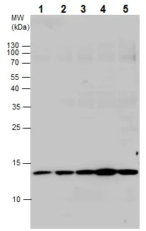 Western blot - Anti-RPS26 antibody - N-terminal (AB229571)