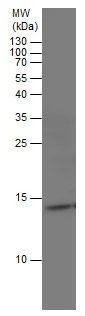 Western blot - Anti-RPS26 antibody - N-terminal (AB229571)