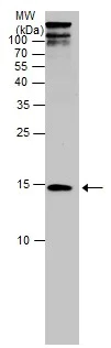 Western blot - Anti-RPS26 antibody - N-terminal (AB229571)