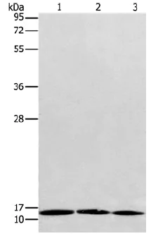 Western blot - Anti-RPS27/MPS1 antibody (AB197382)