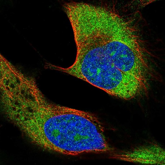 Immunocytochemistry/ Immunofluorescence - Anti-RPS27/MPS1 + RPS27L antibody (AB221904)