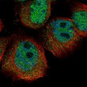 Immunocytochemistry/ Immunofluorescence - Anti-RPS27A antibody (AB227011)