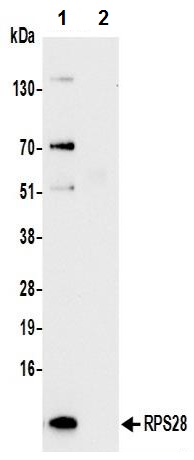 Immunoprecipitation - Anti-RPS28 antibody (AB241405)