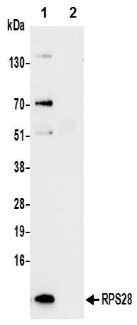 Immunoprecipitation - Anti-RPS28 antibody (AB241405)