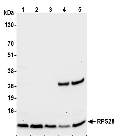 Western blot - Anti-RPS28 antibody (AB241405)