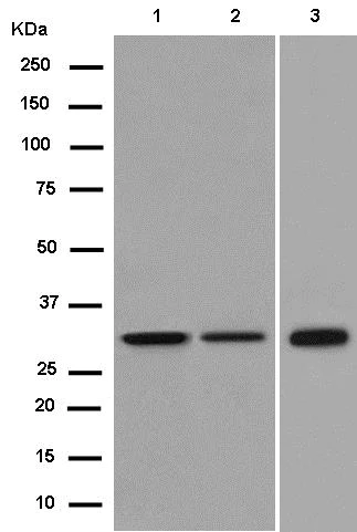 Western blot - Anti-RPS3 antibody [EPR7807] (AB181992)