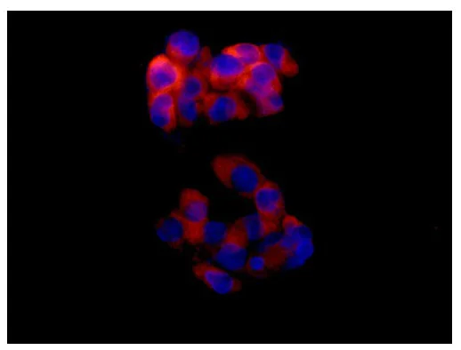 Immunocytochemistry/ Immunofluorescence - Anti-RPS3 antibody [EPR7807] - BSA and Azide free (AB250558)