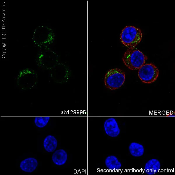 Immunocytochemistry/ Immunofluorescence - Anti-RPS3 antibody [EPR7808] - BSA and Azide free (AB248249)