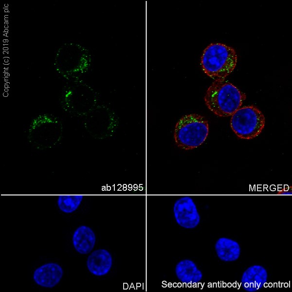 Immunocytochemistry/ Immunofluorescence - Anti-RPS3 antibody [EPR7808] - Ribosome Marker (AB128995), expandable thumbnail