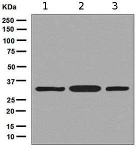 Western blot - Anti-RPS3 antibody [EPR7808] - Ribosome Marker (AB128995), expandable thumbnail
