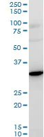 Western blot - Anti-RPS3A antibody - C-terminal (AB194670)