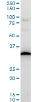 Western blot - Anti-RPS3A antibody - C-terminal (AB194670)