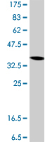 Western blot - Anti-RPS3A antibody - C-terminal (AB194670), expandable thumbnail