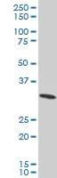 Western blot - Anti-RPS3A antibody - C-terminal (AB194670)