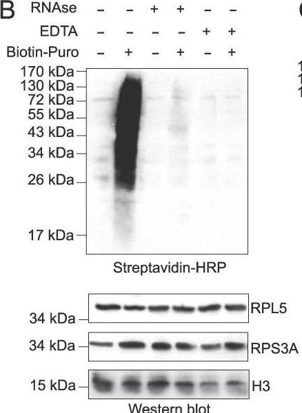 Western blot - Anti-RPS3A antibody [EPR11982(B)] (AB171742)