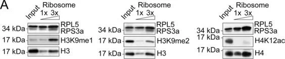 Western blot - Anti-RPS3A antibody [EPR11982(B)] (AB171742)