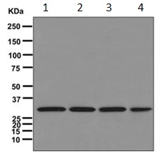 Western blot - Anti-RPS3A antibody [EPR11982(B)] - BSA and Azide free (AB249646), expandable thumbnail