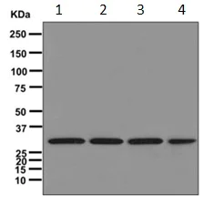 Western blot - Anti-RPS3A antibody [EPR11982(B)] - BSA and Azide free (AB249646)