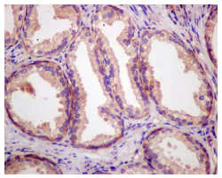 Immunohistochemistry (Formalin/PFA-fixed paraffin-embedded sections) - Anti-RPS3A antibody [EPR11983(B)] - BSA and Azide free (AB249916)