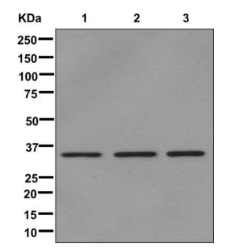 Western blot - Anti-RPS3A antibody [EPR11983(B)] - BSA and Azide free (AB249916)