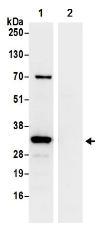 Immunoprecipitation - Anti-RPS3A antibody - N-terminal (AB226356)