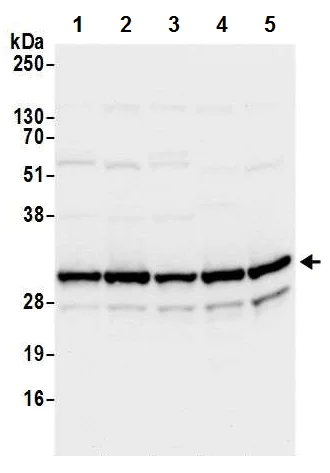 Western blot - Anti-RPS3A antibody - N-terminal (AB226356)