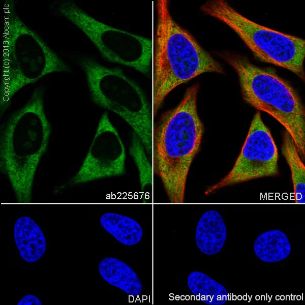 Immunocytochemistry/ Immunofluorescence - Anti-RPS6 antibody [EPR22168] - BSA and Azide free (AB236454)