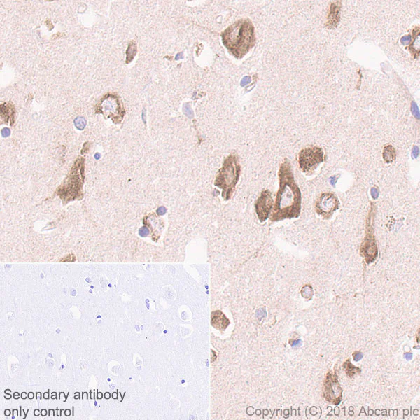 Immunohistochemistry (Formalin/PFA-fixed paraffin-embedded sections) - Anti-RPS6 antibody [EPR22168] - BSA and Azide free (AB236454)