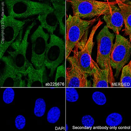 Immunocytochemistry/ Immunofluorescence - Anti-RPS6 antibody [EPR22168] - Ribosome Marker (AB225676)
