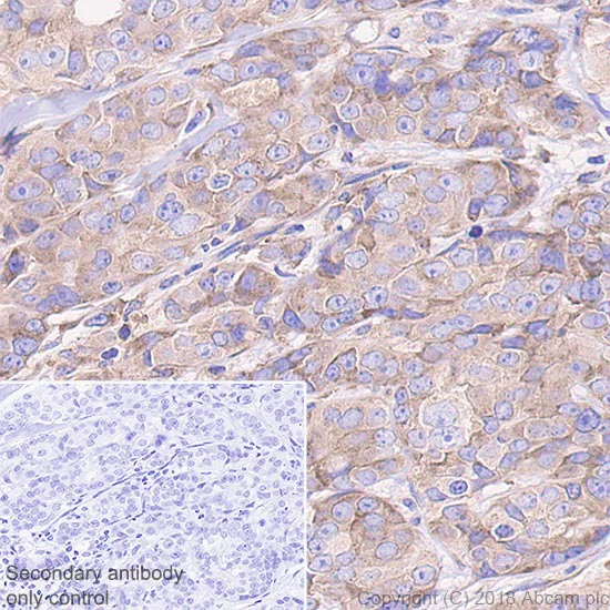 Immunohistochemistry (Formalin/PFA-fixed paraffin-embedded sections) - Anti-RPS6 antibody [EPR22168] - Ribosome Marker (AB225676)