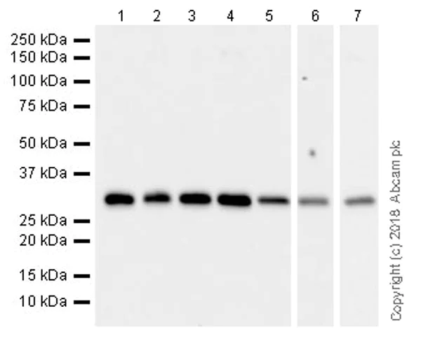 Western blot - Anti-RPS6 antibody [EPR22168] - Ribosome Marker (AB225676)