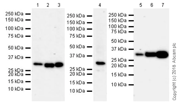 Western blot - Anti-RPS6 antibody [EPR22168] - Ribosome Marker (AB225676)