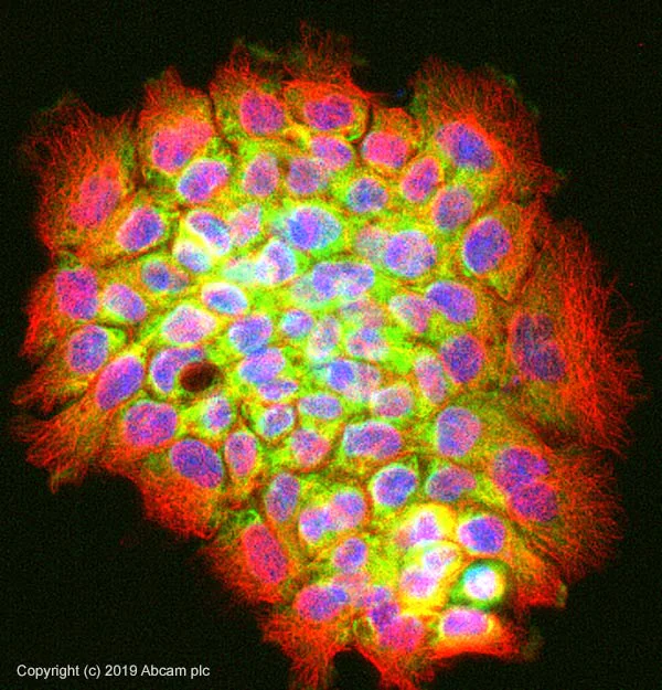 Immunocytochemistry/ Immunofluorescence - Anti-RPS6 antibody - Ribosome Marker (AB40820)
