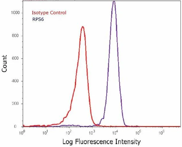 Flow Cytometry - Anti-RPS6 antibody [RP23040083] (AB313428)