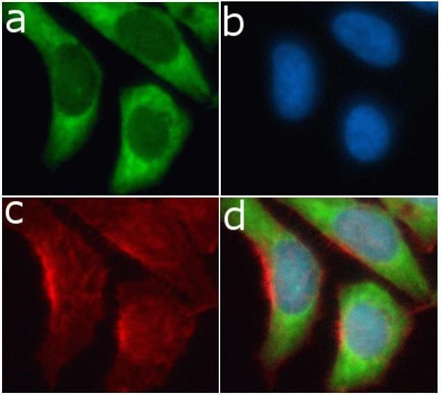 Immunocytochemistry/ Immunofluorescence - Anti-RPS6 antibody [RP23040083] (ab313428), expandable thumbnail