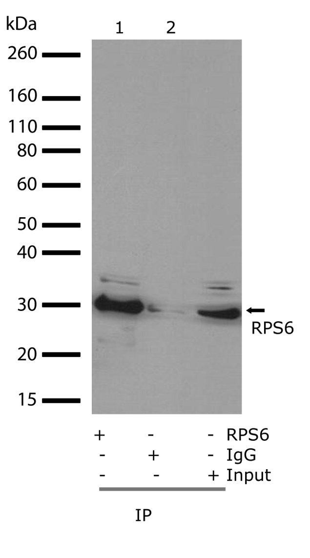 Immunoprecipitation - Anti-RPS6 antibody [RP23040083] (AB313428), expandable thumbnail