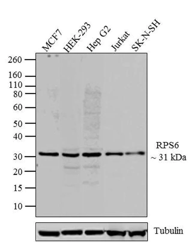 Western blot - Anti-RPS6 antibody [RP23040083] (AB313428)