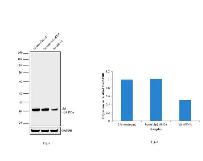 Western blot - Anti-RPS6 antibody [RP23040083] (AB313428)