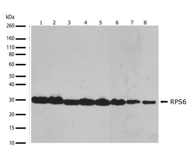 Western blot - Anti-RPS6 antibody [RP23040083] (AB313428)