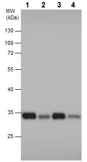 Western blot - Anti-RPS6 (phospho S235) antibody - C-terminal (AB227005)