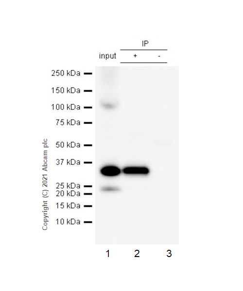 Immunoprecipitation - Anti-RPS6 (phospho S235) antibody [EP1338(2)Y] - BSA and Azide free (AB213165), expandable thumbnail