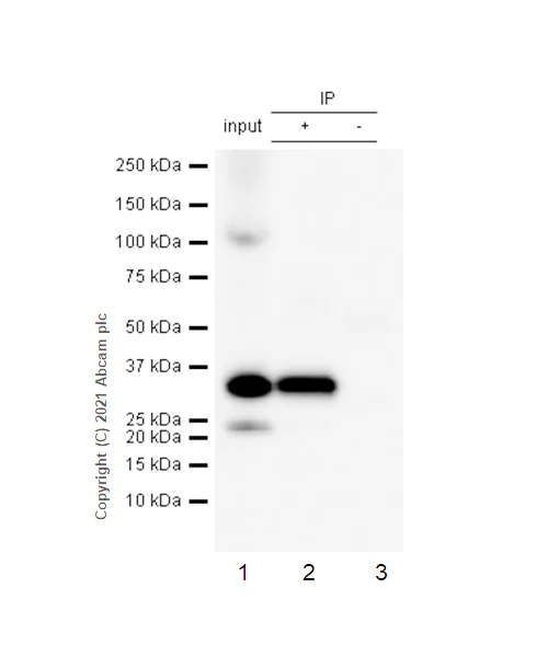 Immunoprecipitation - Anti-RPS6 (phospho S235) antibody [EP1338(2)Y] - BSA and Azide free (AB213165)