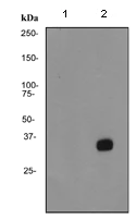 Western blot - Anti-RPS6 (phospho S235) antibody [EP1338(2)Y] - Ribosome Marker (AB80158)